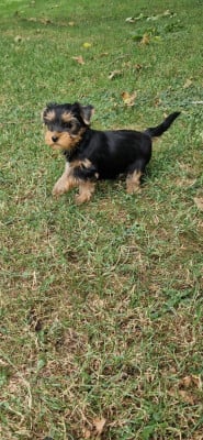 Les chiots de Yorkshire Terrier