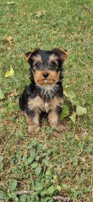 Les chiots de Yorkshire Terrier