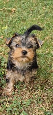 Les chiots de Yorkshire Terrier