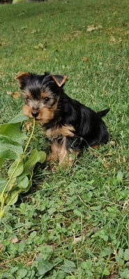 Les chiots de Yorkshire Terrier