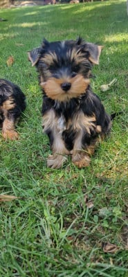 Les chiots de Yorkshire Terrier