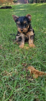 Les chiots de Yorkshire Terrier