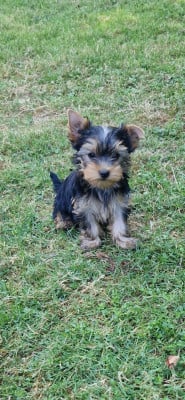 Les chiots de Yorkshire Terrier