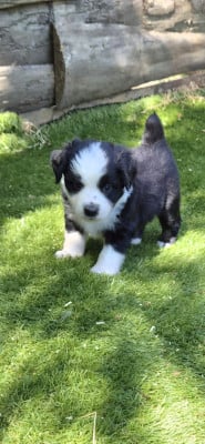 Les chiots de Berger Américain Miniature 
