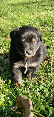 Les chiots de Berger Américain Miniature 