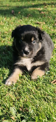 Les chiots de Berger Américain Miniature 