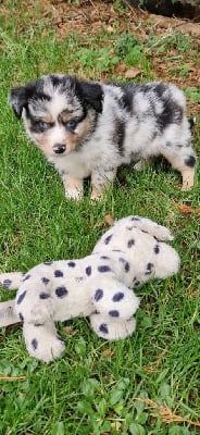Les chiots de Berger Américain Miniature 