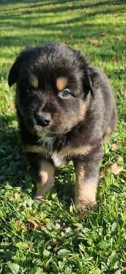 Les chiots de Berger Américain Miniature 