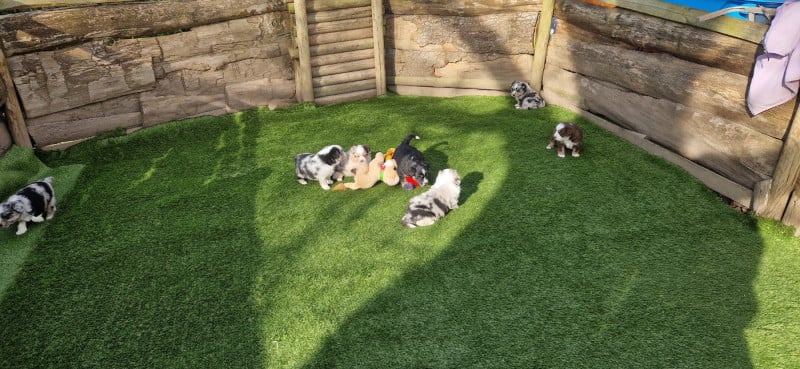 Berger Américain Miniature  - des terres de Maroussia