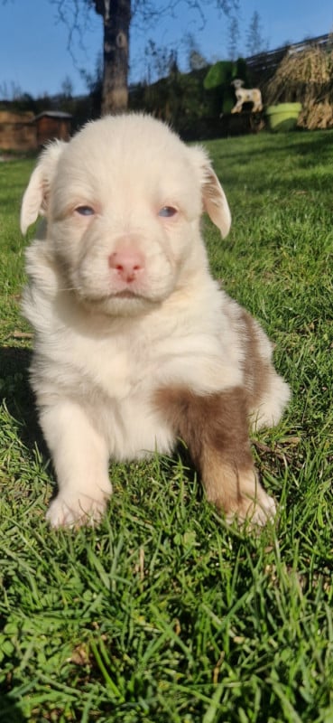 Berger Américain Miniature  - des terres de Maroussia