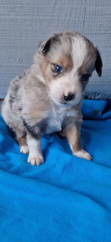 Berger Américain Miniature  - des terres de Maroussia