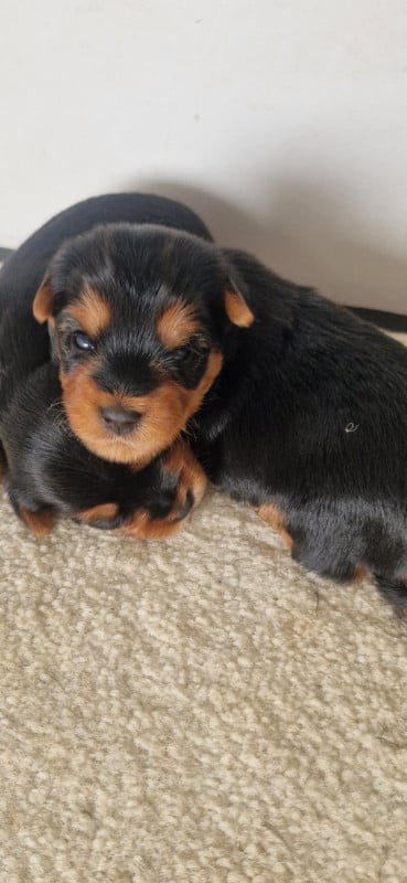 Yorkshire Terrier - des terres de Maroussia