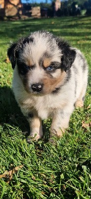 Berger Américain Miniature  - des terres de Maroussia