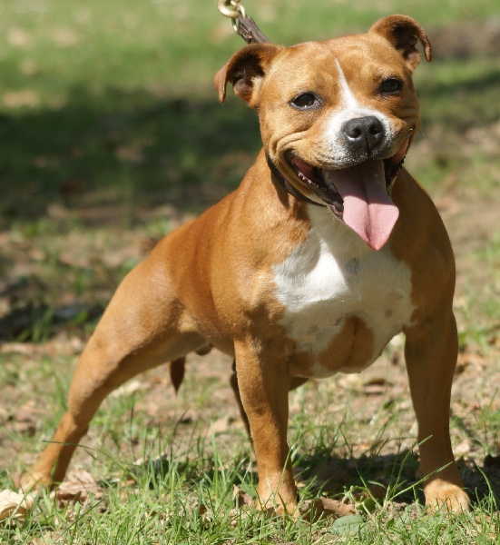 Publication : Von melkev kamp Auteur : franck noacco vmk