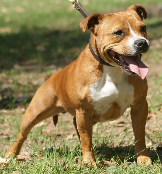 Publication : Von melkev kamp Auteur : franck noacco vmk