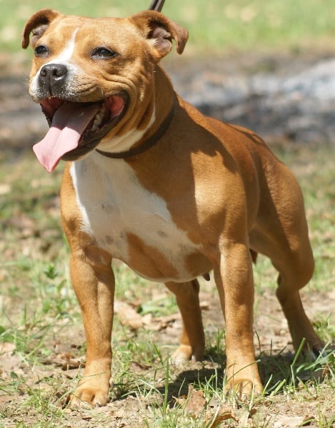 Publication : Von melkev kamp Auteur : franck noacco vmk