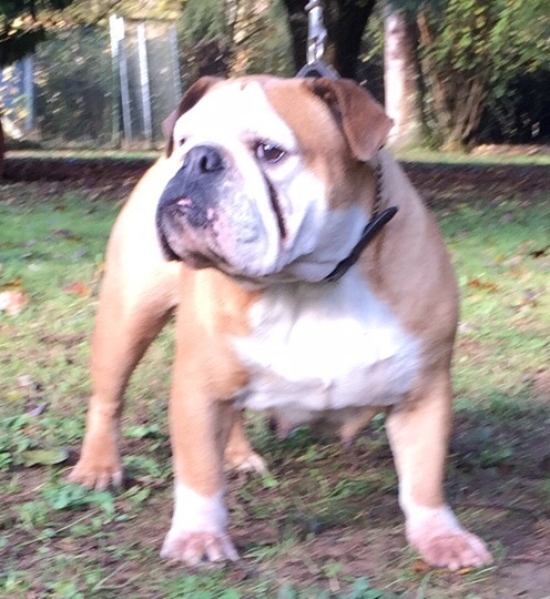 Publication : Von melkev kamp Auteur : noacco f -vmk kennel-