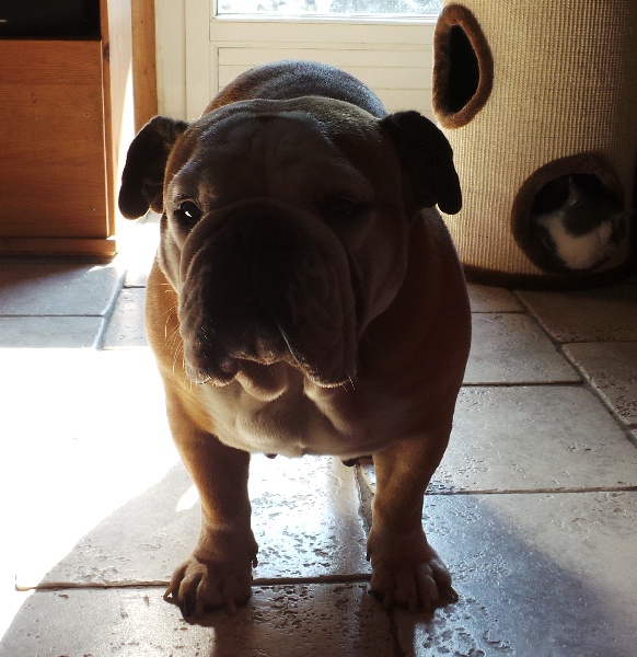 Publication : Von melkev kamp Auteur : noacco f -vmk kennel-