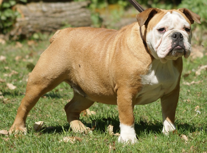 Publication : Von melkev kamp Auteur : noacco f -vmk kennel-