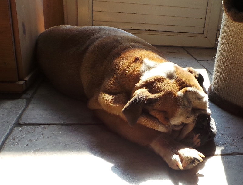 Publication : Von melkev kamp Auteur : noacco f -vmk kennel-