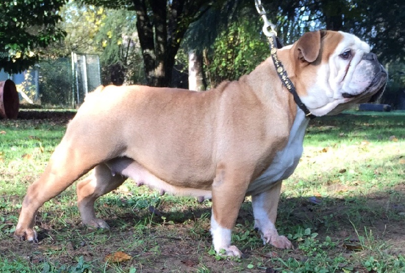 Publication : Von melkev kamp Auteur : noacco f -vmk kennel-