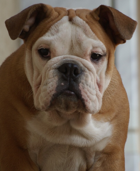 Publication : Von melkev kamp Auteur : noacco f -vmk kennel-