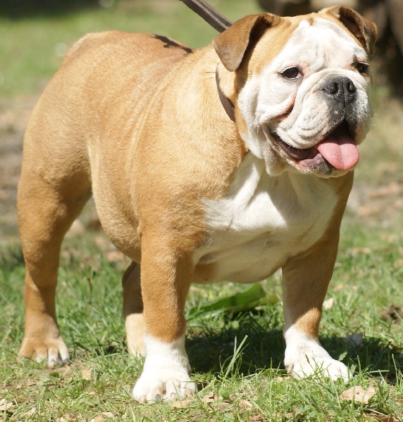 Publication : Von melkev kamp Auteur : noacco f -vmk kennel-