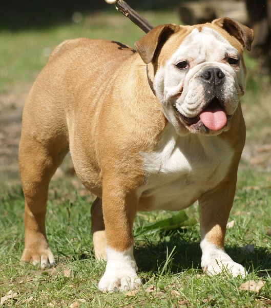 Publication : Von melkev kamp Auteur : noacco f -vmk kennel-