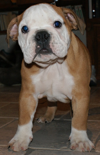 Publication : Von melkev kamp Auteur : noacco f -vmk kennel-