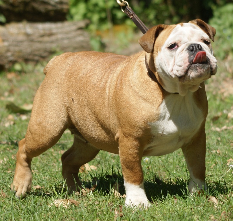 Publication : Von melkev kamp Auteur : noacco f -vmk kennel-