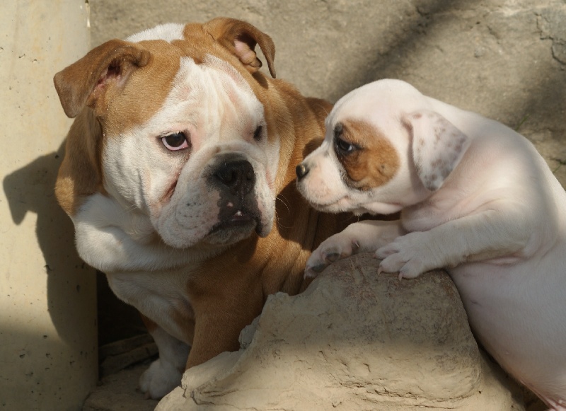 Publication : Von melkev kamp Auteur : noacco f -vmk kennel-