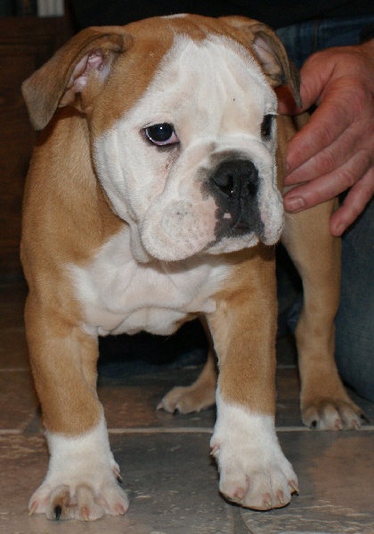 Publication : Von melkev kamp Auteur : noacco f -vmk kennel-