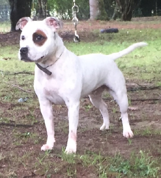 Publication : Von melkev kamp Auteur : VON MELKEV KAMP KENNEL