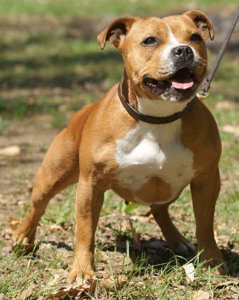 Publication : Von melkev kamp Auteur : franck noacco vmk