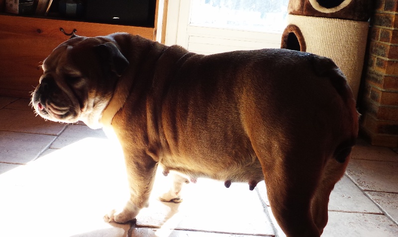 Publication : Von melkev kamp Auteur : noacco f -vmk kennel-