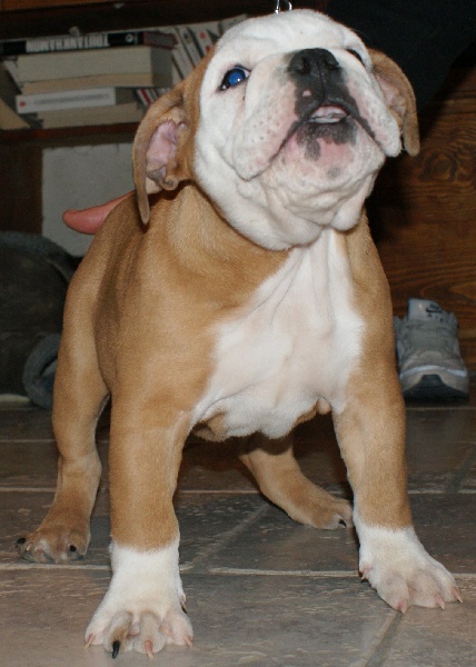 Publication : Von melkev kamp Auteur : noacco f -vmk kennel-