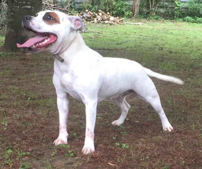 Publication : Von melkev kamp Auteur : VON MELKEV KAMP KENNEL