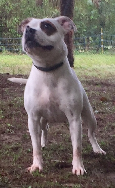 Publication : Von melkev kamp Auteur : VON MELKEV KAMP KENNEL