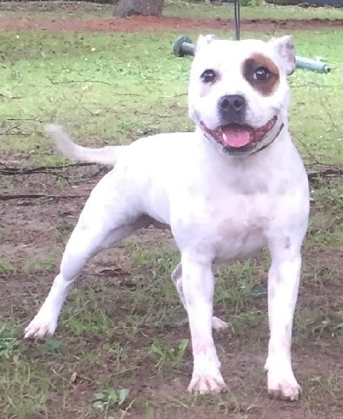 Publication : Von melkev kamp Auteur : VON MELKEV KAMP KENNEL