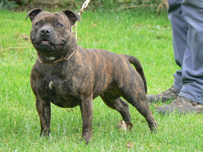 Dette er de mest populære hunderasene - Dyrene - VG