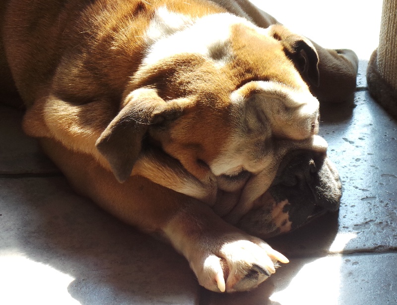 Publication : Von melkev kamp Auteur : noacco f -vmk kennel-