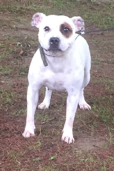 Publication : Von melkev kamp Auteur : VON MELKEV KAMP KENNEL