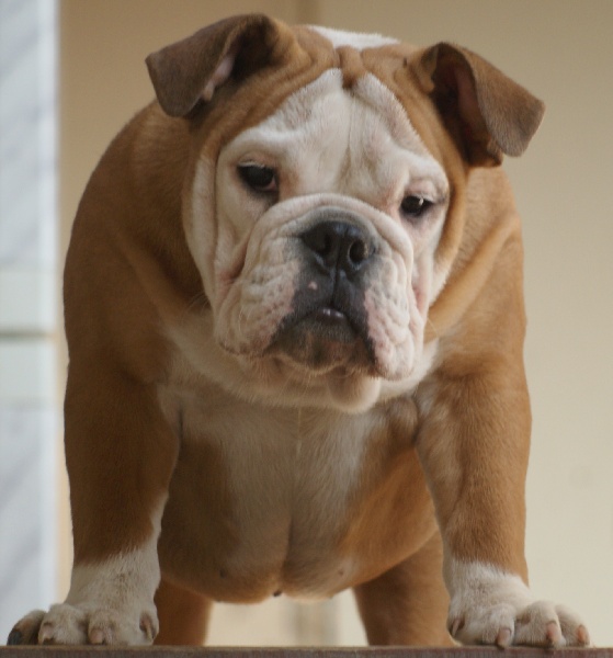 Publication : Von melkev kamp Auteur : noacco f -vmk kennel-