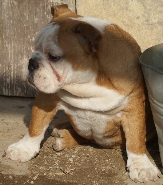 Publication : Von melkev kamp Auteur : noacco f -vmk kennel-