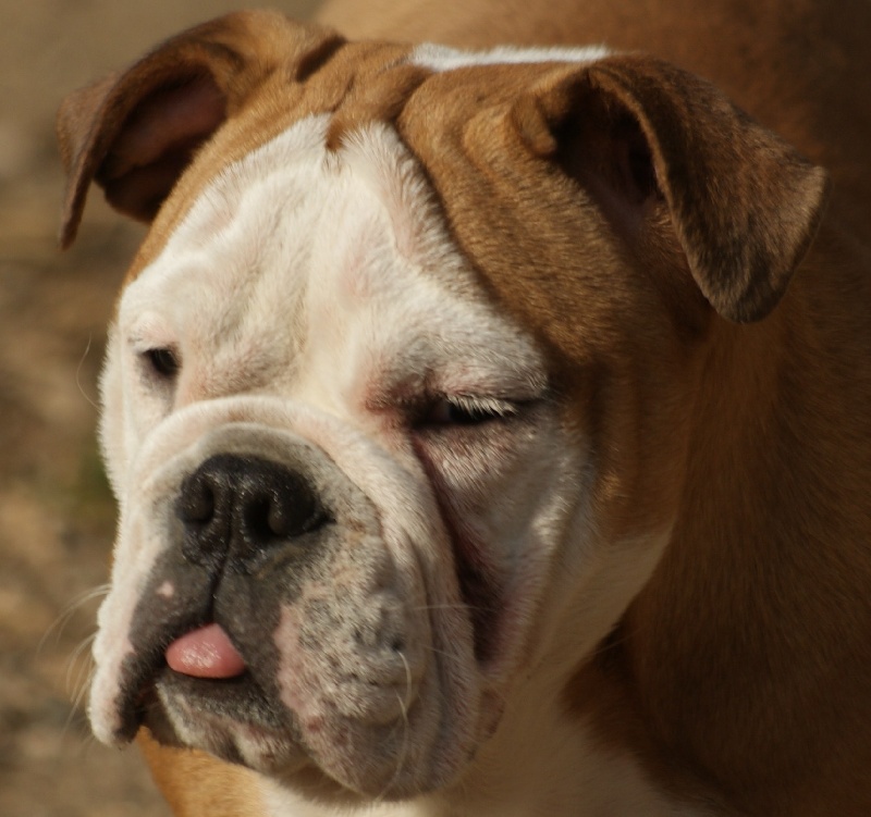 Publication : Von melkev kamp Auteur : noacco f -vmk kennel-