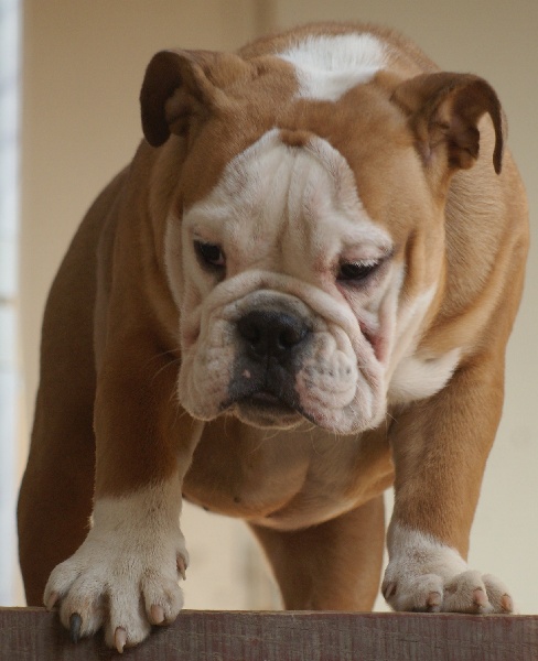 Publication : Von melkev kamp Auteur : noacco f -vmk kennel-