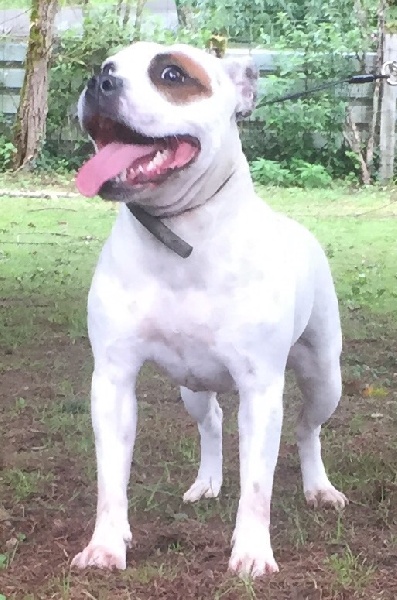 Publication : Von melkev kamp Auteur : VON MELKEV KAMP KENNEL