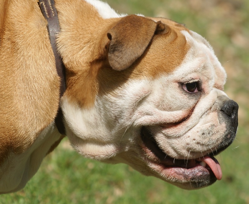 Publication : Von melkev kamp Auteur : noacco f -vmk kennel-