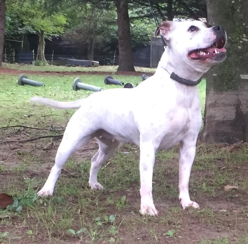 Publication : Von melkev kamp Auteur : VON MELKEV KAMP KENNEL