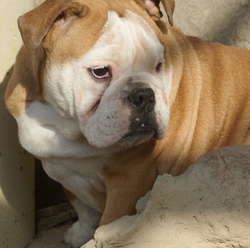 Publication : Von melkev kamp Auteur : noacco f -vmk kennel-